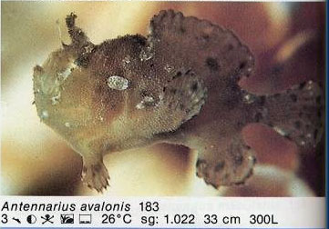 Antennarius avalonis